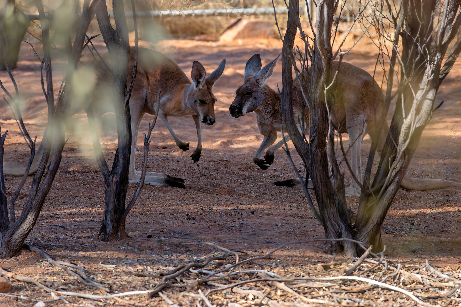 Rotes Riesenkänguru